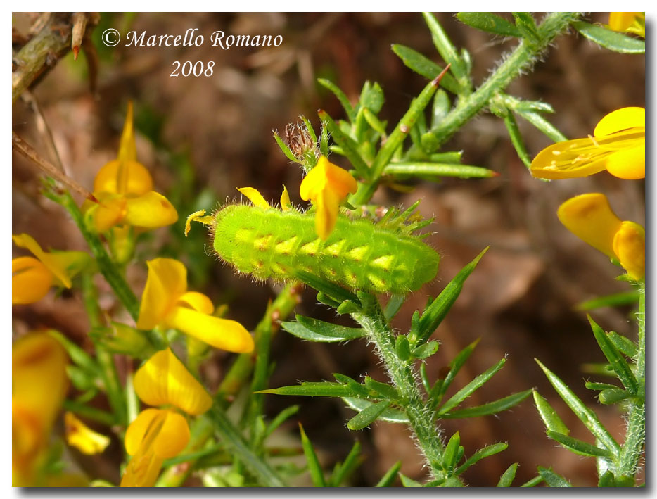 Bruco di Callophrys rubi (Lycaenidae) su Genista cupanii